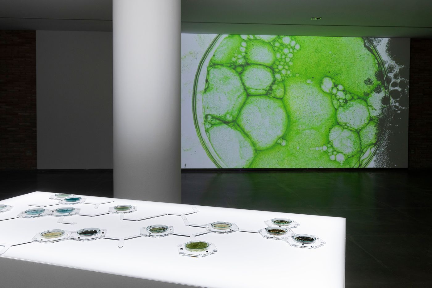 “BioLabMatrix”, materioteca de biomateriales. Foto: Javier Broto Hernando