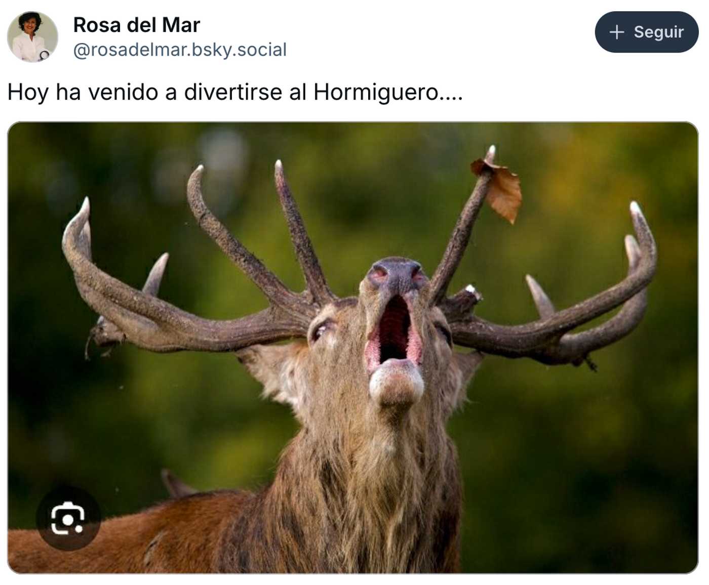 Los ciervos también quieren divertirse, Pablo.<a href="https://bsky.app/profile/rosadelmar.bsky.social/post/3lbkbzibjxs2j" target="_blank"> Ver tuit </a>