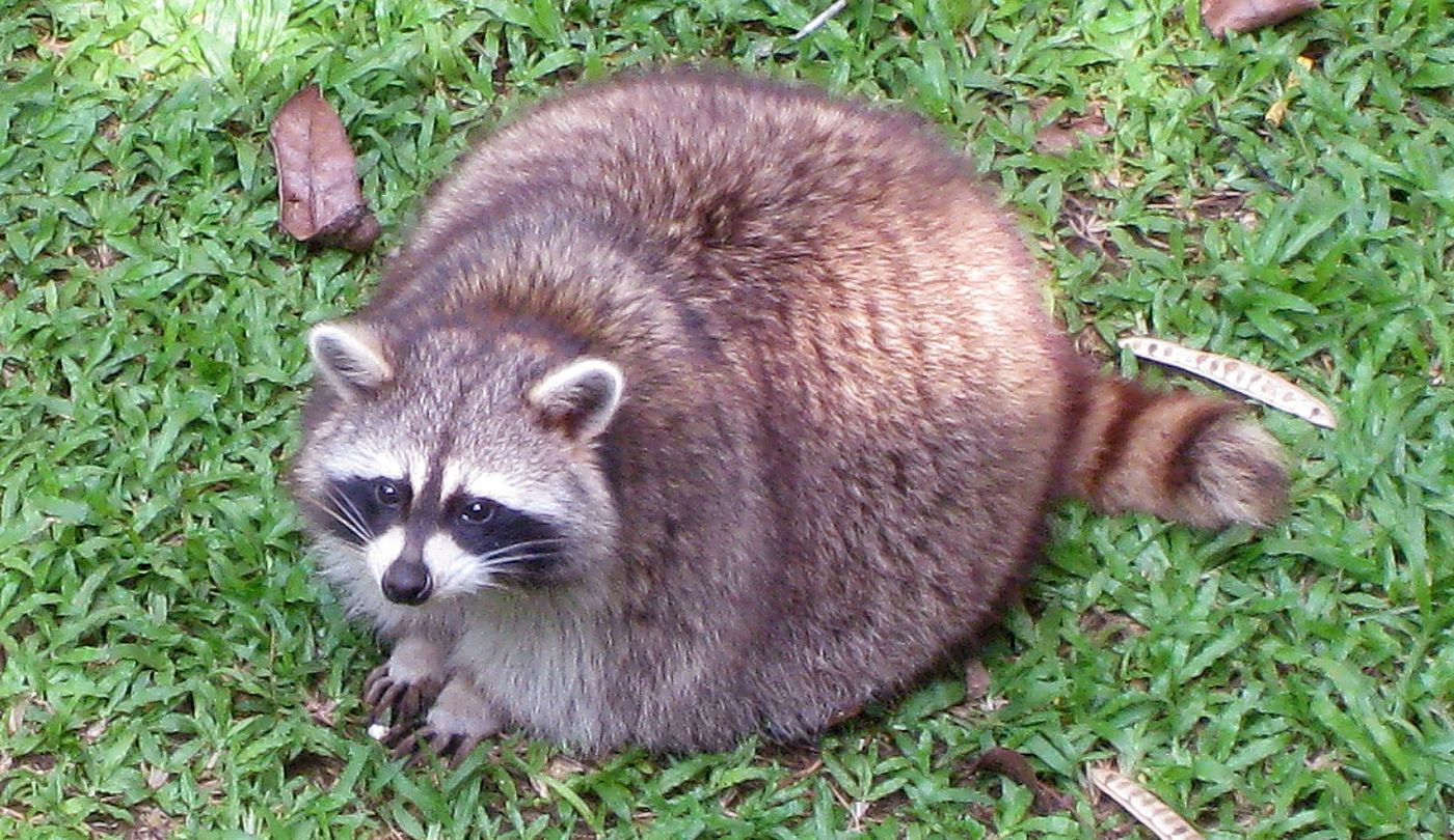 Mapaches que caen del cielo.
