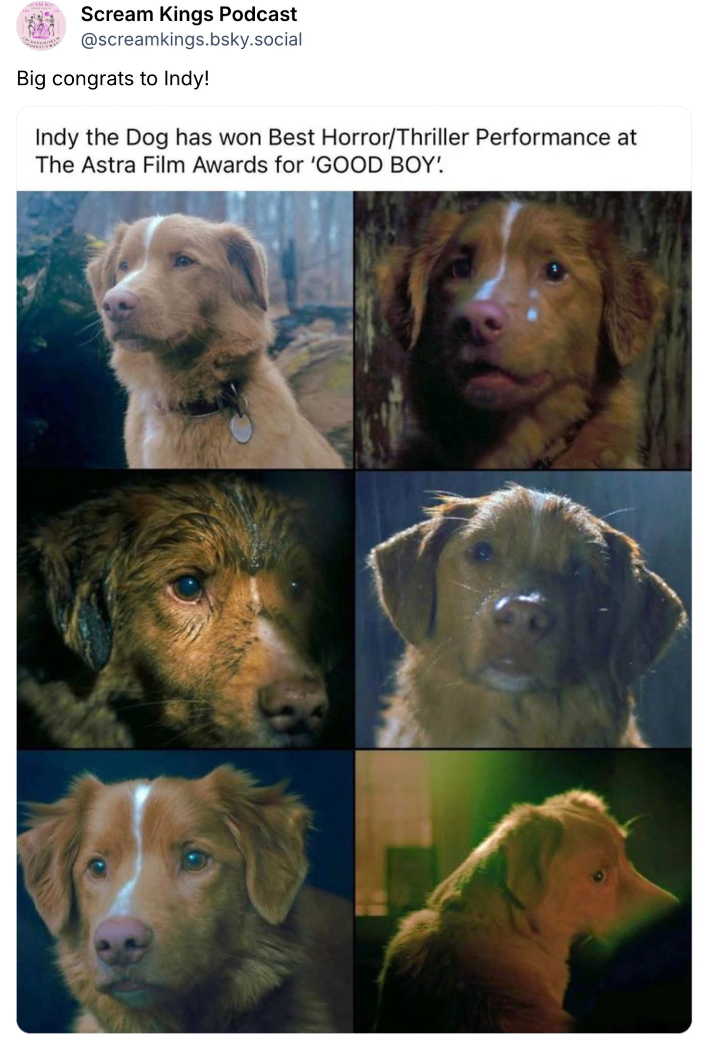 Indy, qué buen perro.<a href="https://bsky.app/profile/screamkings.bsky.social/post/3mc46zujsps2j" target="_blank"> Ver post </a>