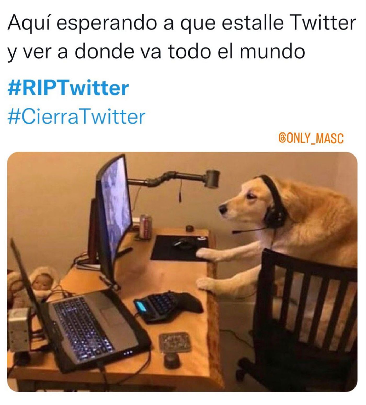 Perro expectante ante lo que se avecina.