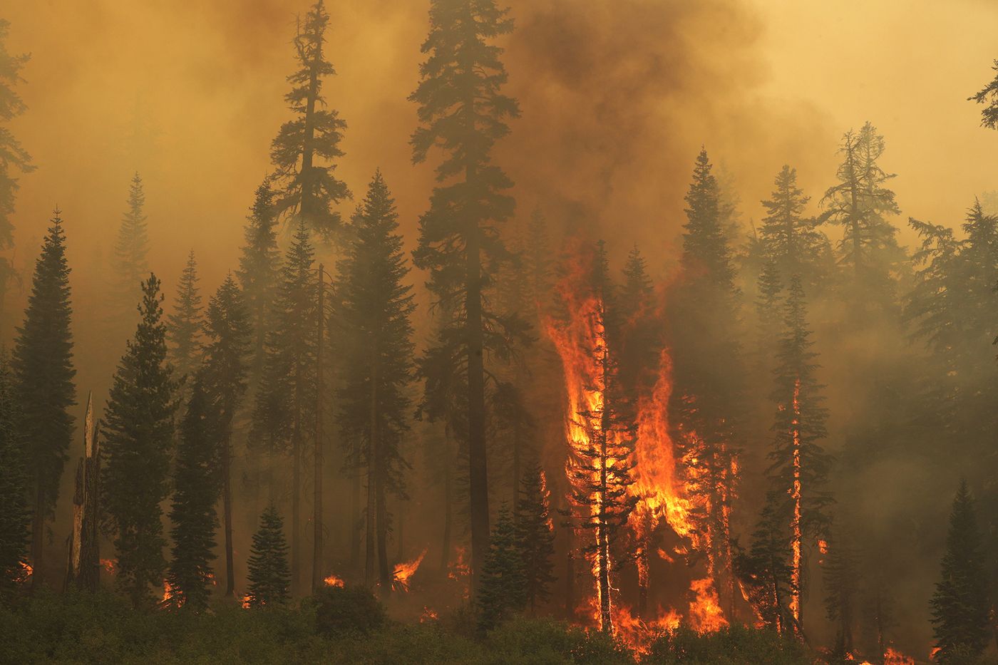 El devastador incendio en los bosques de California el pasado verano. Foto: Carlos Avila Gonzalez / San Francisco Chronicle (Getty Images)