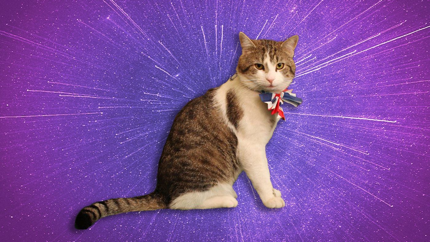 Larry The Cat, fiel a su cargo.