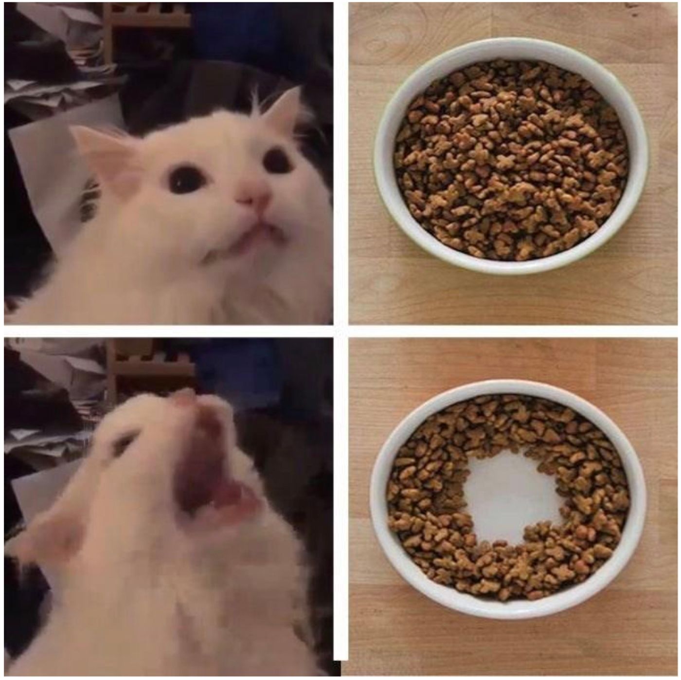 Otras de gatos... blancos.